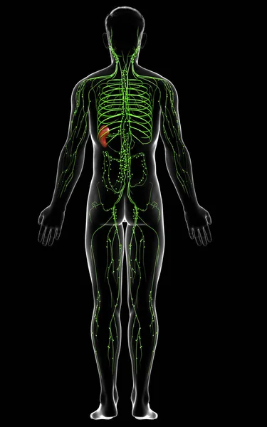 Оказана Медицинская Точная Иллюстрация Мужской Лимфатической Системы — стоковое фото