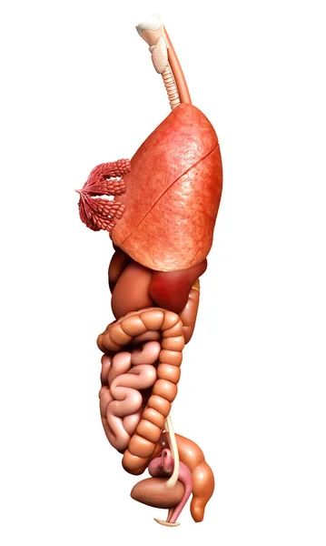 Gerenderte Medizinisch Korrekte Darstellung Weiblicher Interner Organe — Stockfoto