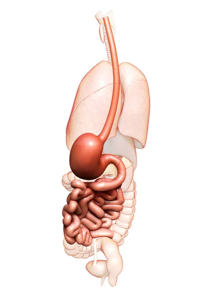 Renderizado Ilustración Médicamente Precisa Del Estómago Intestino Delgado — Foto de Stock