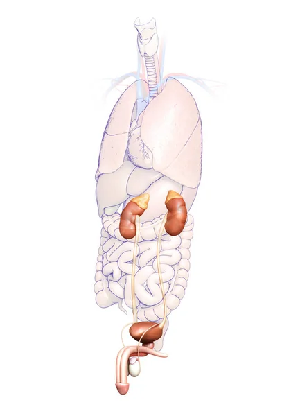 3D对肾脏和泌尿系统进行了精确的医学描述 — 图库照片