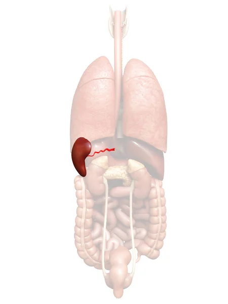 Dalak Anatomisi Nin Boyutlu Tıbben Doğru Çizimi — Stok fotoğraf