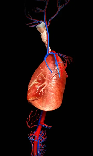 Renderizado Ilustração Medicamente Precisa Uma Anatomia Pulmonar — Fotografia de Stock