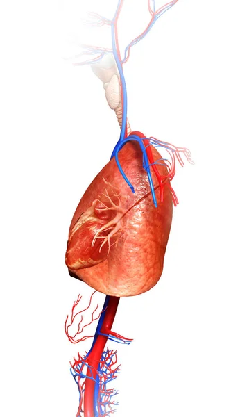 Vykreslené Lékařsky Přesné Ilustrace Plicní Anatomie — Stock fotografie