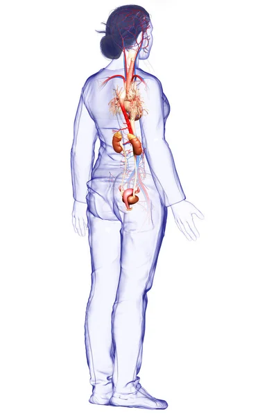 Reso Illustrazione Clinicamente Accurata Dei Reni Femminili Del Sistema Circolatorio — Foto Stock