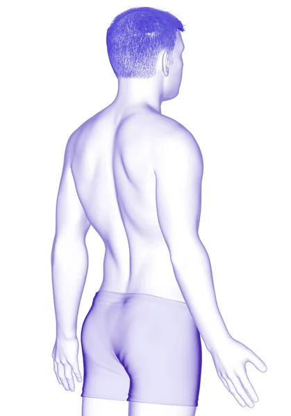 Renderowana Ilustracja Męskiego Ciała — Zdjęcie stockowe