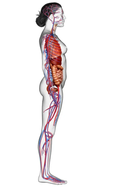 Gjorde Medicinskt Korrekt Illustration Kvinnliga Inre Organ Och Cirkulationssystemet — Stockfoto
