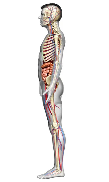 Utförd Medicinskt Korrekt Illustration Manliga Inre Organ Skelett Och Cirkulationssystem — Stockfoto