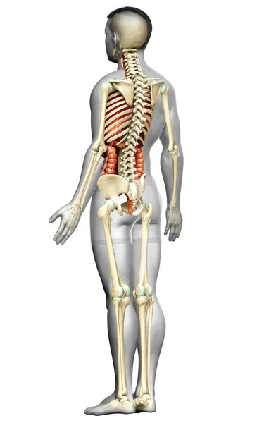3D对男性内脏器官和骨骼系统进行了精确的医学描述 — 图库照片