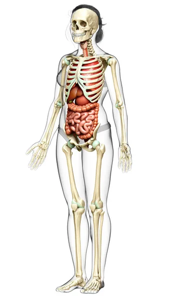 Medisch Nauwkeurige Illustratie Van Vrouwelijke Inwendige Organen Skelet Syste — Stockfoto