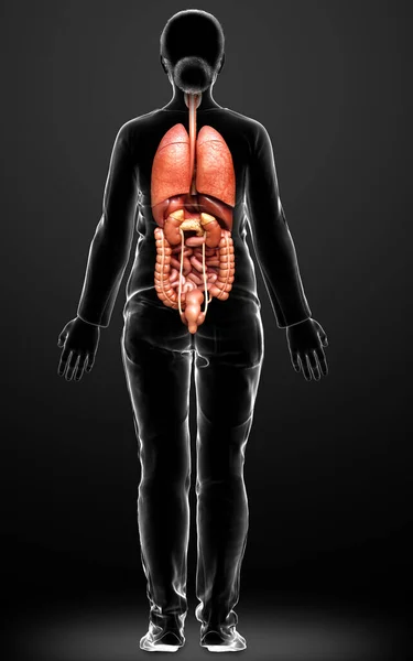 Rendered Medically Accurate Illustration Female Internal Organs — Stock Photo, Image