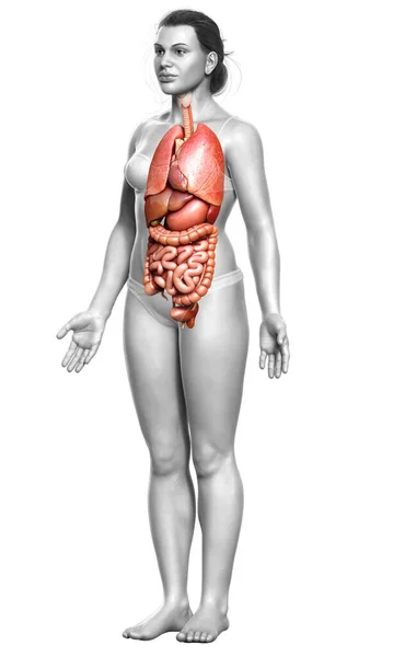 Rendered Medically Accurate Illustration Female Internal Organs — Stock Photo, Image