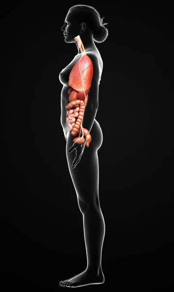 Rendered Medically Accurate Illustration Female Internal Organs — Stock Photo, Image