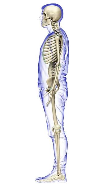 Renderowana Medycznie Dokładna Ilustracja Męskiego Układu Szkieletowego — Zdjęcie stockowe