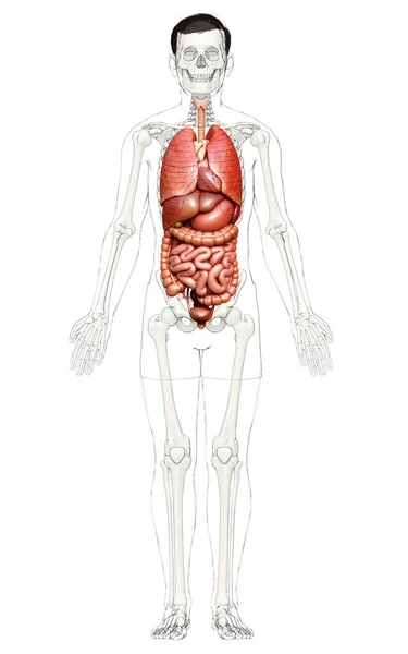 Оказана Медицинская Точная Иллюстрация Мужских Внутренних Органов — стоковое фото