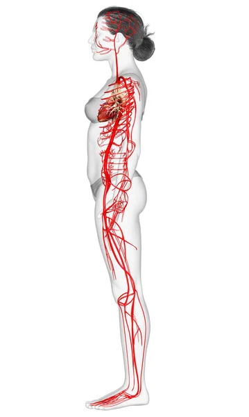 Renderowane Medycznie Dokładna Ilustracja Tętnic Żeńskich — Zdjęcie stockowe