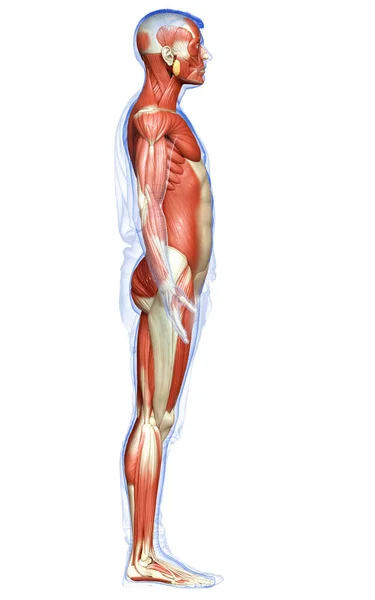 Renderizado Ilustración Médicamente Precisa Sistema Muscular Masculino —  Fotos de Stock