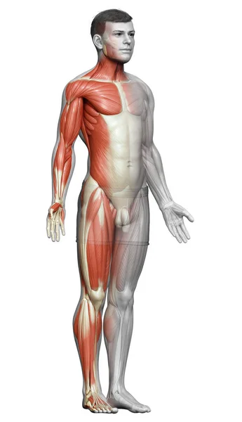 Rendered Medically Accurate Illustration Male Muscle System — Stock Photo, Image