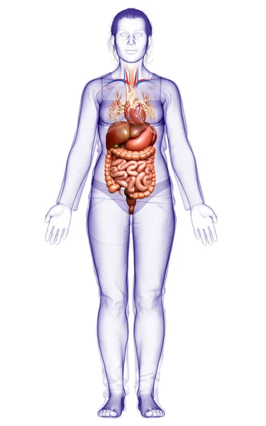 Renderizado Ilustración Médicamente Precisa Del Sistema Digestivo Femenino —  Fotos de Stock