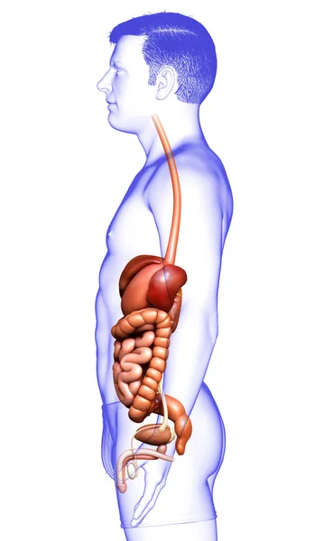 Renderizado Ilustração Medicamente Precisa Syste Digestivo Masculino — Fotografia de Stock