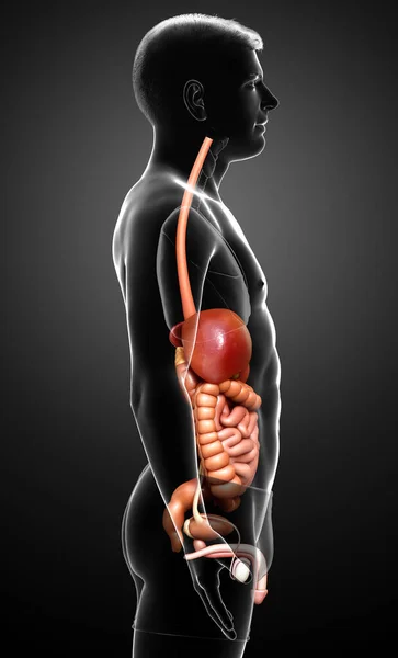Reso Illustrazione Clinicamente Accurata Maschio Digestive Syste — Foto Stock