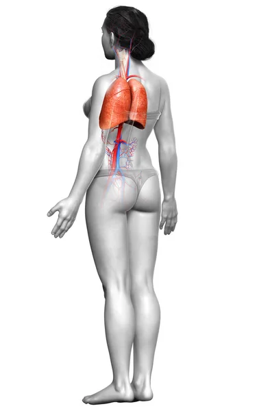Boyutlu Tıbbi Olarak Kadın Akciğer Anatomisini Gösteriyor — Stok fotoğraf