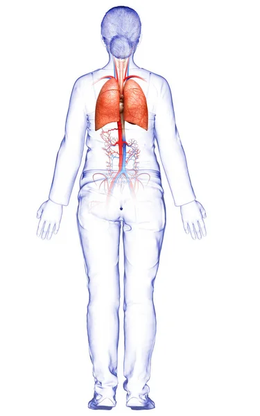 Renderowana Medycznie Dokładna Ilustracja Kobiecej Anatomii Płuc — Zdjęcie stockowe