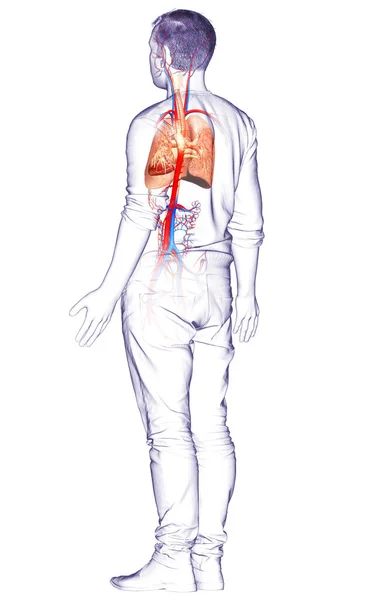 Vykreslené Lékařsky Přesné Ilustrace Mužské Plicní Anatomie — Stock fotografie