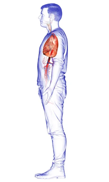 Renderizado Ilustración Médicamente Precisa Una Anatomía Pulmonar Masculina —  Fotos de Stock