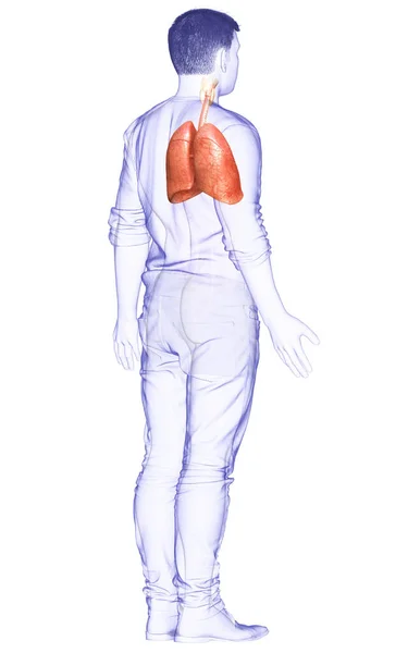 Renderizado Ilustração Medicamente Precisa Uma Anatomia Pulmonar Masculina — Fotografia de Stock