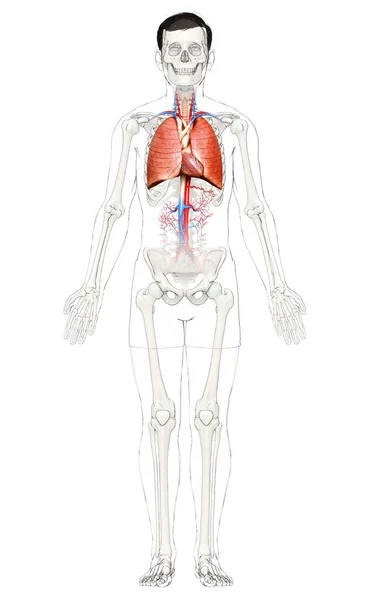 Renderizado Ilustração Medicamente Precisa Uma Anatomia Pulmonar Masculina — Fotografia de Stock