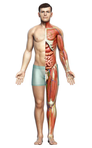 3D使男性解剖学的医学准确性 免版税图库照片