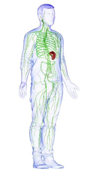 3D对男性淋巴系统进行了准确的医学描述 图库图片
