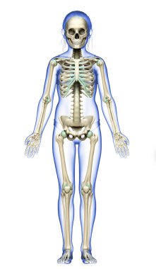 3 boyutlu, tıbbi olarak genç bir kızın iskelet sisteminin resmi.