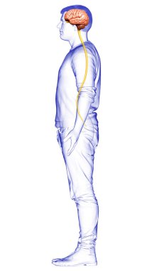 3D, bir erkek beyninin tıbben doğru bir gösterimi.