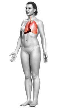 3 boyutlu, tıbbi olarak kadın akciğer anatomisini gösteriyor.