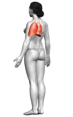 3 boyutlu, tıbbi olarak kadın akciğer anatomisini gösteriyor.