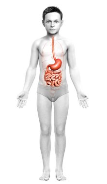 3 boyutlu, tıbbi olarak genç bir çocuğun midesinin ve ince bağırsağının tam bir örneği.