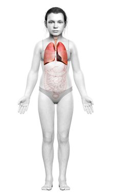 3 boyutlu, tıbbi olarak genç bir kızın akciğer anatomisini gösteriyor.