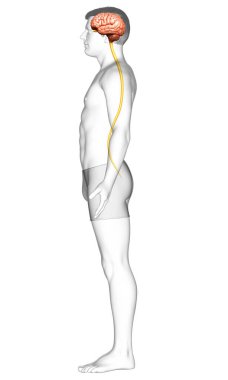 3D, bir erkek beyninin tıbben doğru bir gösterimi.