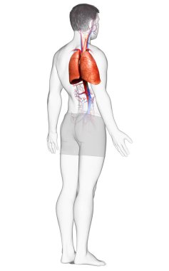 Erkek akciğer anatomisinin 3 boyutlu, tıbben doğru bir örneği.