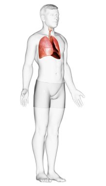 Erkek akciğer anatomisinin 3 boyutlu, tıbben doğru bir örneği.