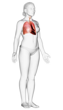 3 boyutlu, tıbbi olarak kadın akciğer anatomisini gösteriyor.