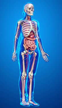 3D, kadın iç organlarının, iskeletinin ve dolaşım sisteminin tıbben doğru bir çizimi.