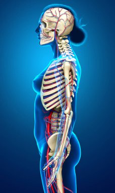 3D, kadın dolaşım ve iskelet sisteminin tıbben doğru çizimi.