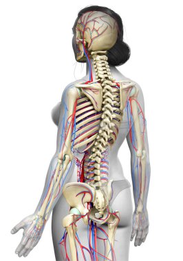 3D, kadın dolaşım ve iskelet sisteminin tıbben doğru çizimi.