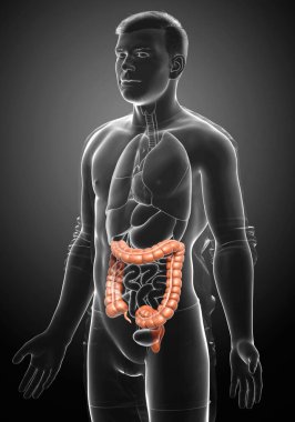3D üretilmiş, erkek kalın bağırsak anatomisinin tıbben doğru bir örneği.