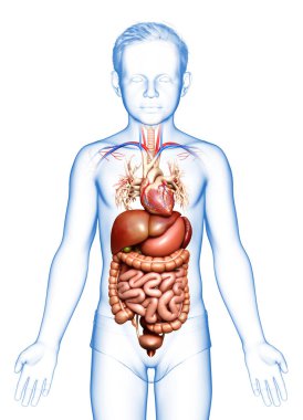 3D, oğlanın sindirim sisteminin tıbben doğru bir gösterimi.