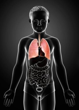 3D, tıbbi olarak genç bir çocuğun akciğer anatomisini gösteriyor.