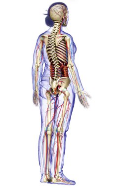 3D, kadın iç organlarının, iskeletinin ve dolaşım sisteminin tıbben doğru bir çizimi.