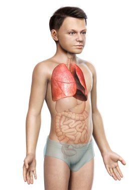 3D, tıbbi olarak genç bir çocuğun akciğer anatomisini gösteriyor.